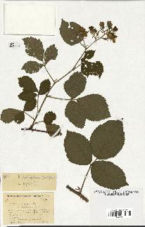 spécimen de Rubus schmidelyanus