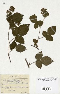 spécimen de Rubus sp.