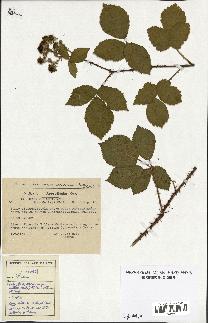 spécimen de Rubus muelleri