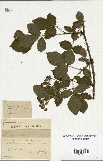 spécimen de Rubus muelleri