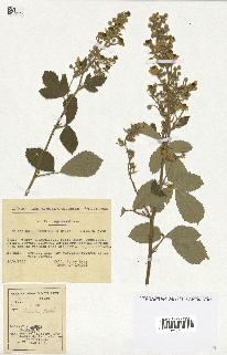spécimen de Rubus tomentosus