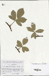 spécimen de Rubus tomentosus