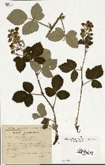 spécimen de Rubus tomentosus