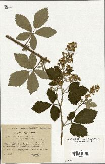 spécimen de Rubus tomentosus