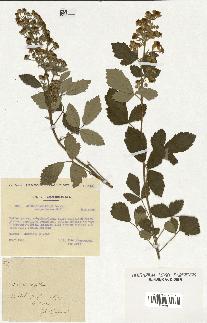 spécimen de Rubus tomentosus