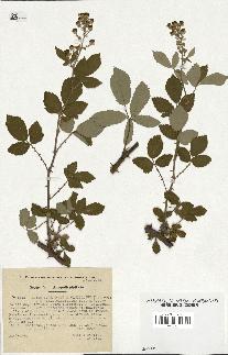 spécimen de Rubus tomentosus x ulmifolius