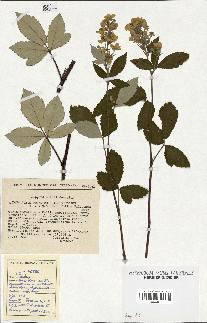 spécimen de Rubus tomentosus x ulmifolius