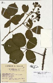 spécimen de Rubus lejeunei