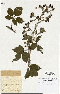 spécimen de Rubus lejeunei