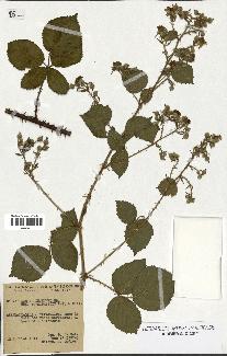 spécimen de Rubus lejeunei