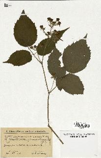 spécimen de Rubus sp.