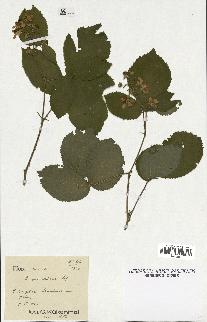 spécimen de Rubus muelleri