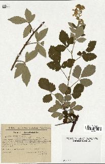 spécimen de Rubus tomentosus