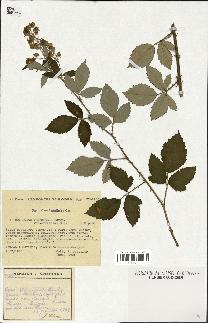spécimen de Rubus tomentosus