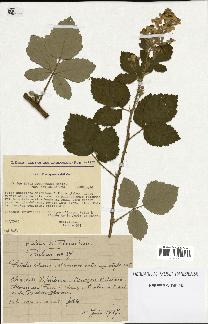 spécimen de Rubus tomentosus