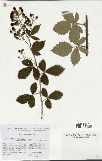 spécimen de Rubus tomentosus