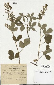 spécimen de Rubus tomentosus