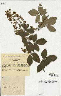 spécimen de Rubus tomentosus
