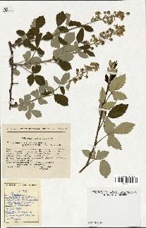 spécimen de Rubus tomentosus