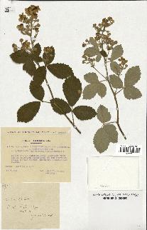 spécimen de Rubus tomentosus