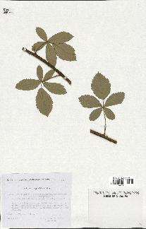 spécimen de Rubus tomentosus