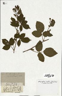 spécimen de Rubus schmidelyanus