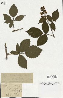 spécimen de Rubus schmidelyanus