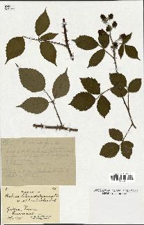 spécimen de Rubus schmidelyanus