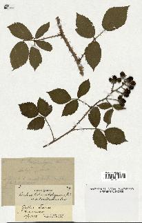 spécimen de Rubus schmidelyanus