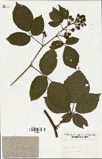 spécimen de Rubus schmidelyanus