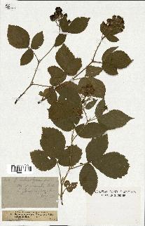 spécimen de Rubus schmidelyanus