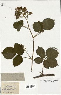 spécimen de Rubus schmidelyanus