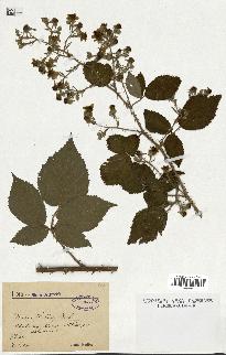 spécimen de Rubus halacsyi