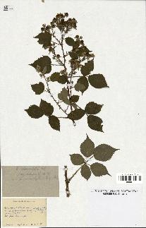 spécimen de Rubus rhamnifolius