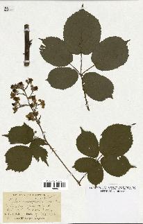 spécimen de Rubus macrophyllus