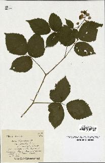 spécimen de Rubus thyrsiflorus