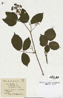 spécimen de Rubus thyrsiflorus