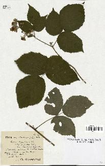 spécimen de Rubus thyrsiflorus