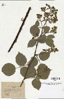 spécimen de Rubus mercieri