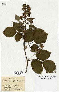 spécimen de Rubus cardiophyllus