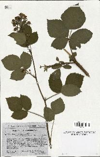 spécimen de Rubus thyrsiflorus