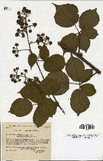 spécimen de Rubus thyrsiflorus