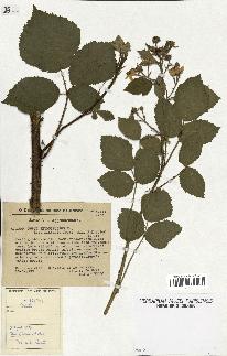 spécimen de Rubus thyrsiflorus