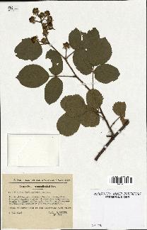 spécimen de Rubus thyrsiflorus