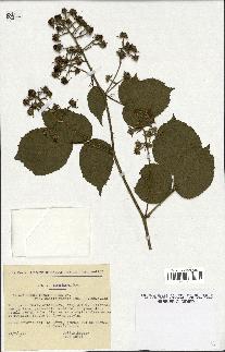 spécimen de Rubus thyrsiflorus