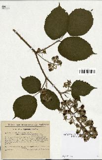 spécimen de Rubus thyrsiflorus