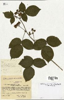 spécimen de Rubus thyrsiflorus