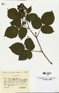 spécimen de Rubus thyrsiflorus