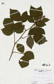 spécimen de Rubus schleicheri