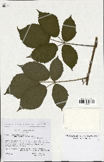 spécimen de Rubus pallidus